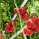 Vine-Tomatoes