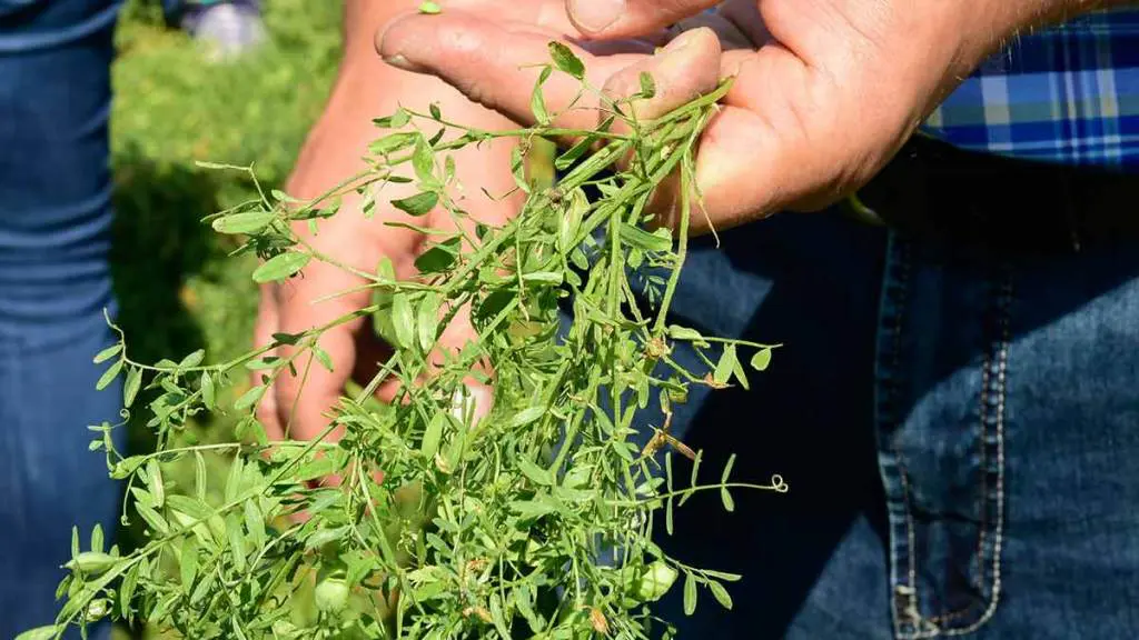 lentil crop