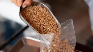 pouring lentils