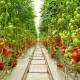 greenhouse-tomatoes