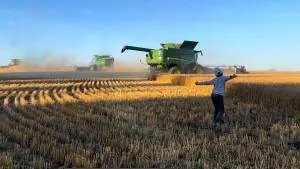 harvest field