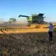 harvest field