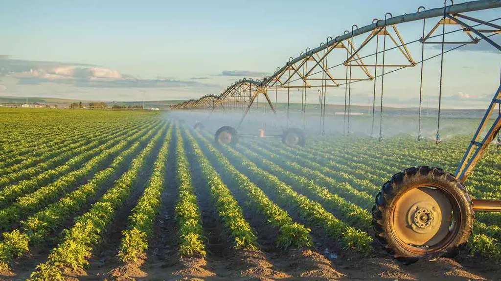 water-irrigated-potatoes