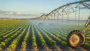 water-irrigated-potatoes