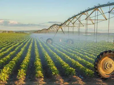 water-irrigated-potatoes