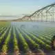 water-irrigated-potatoes