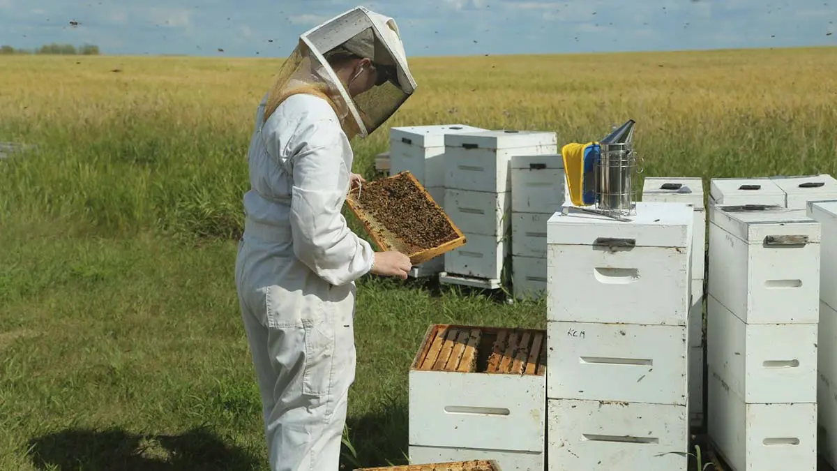 beekeeper