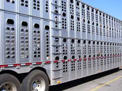 animal transport truck