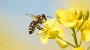 bee pollinating