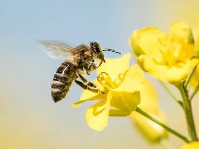 bee pollinating