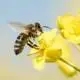 bee pollinating