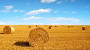 byproduct straw