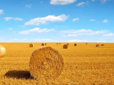 byproduct straw