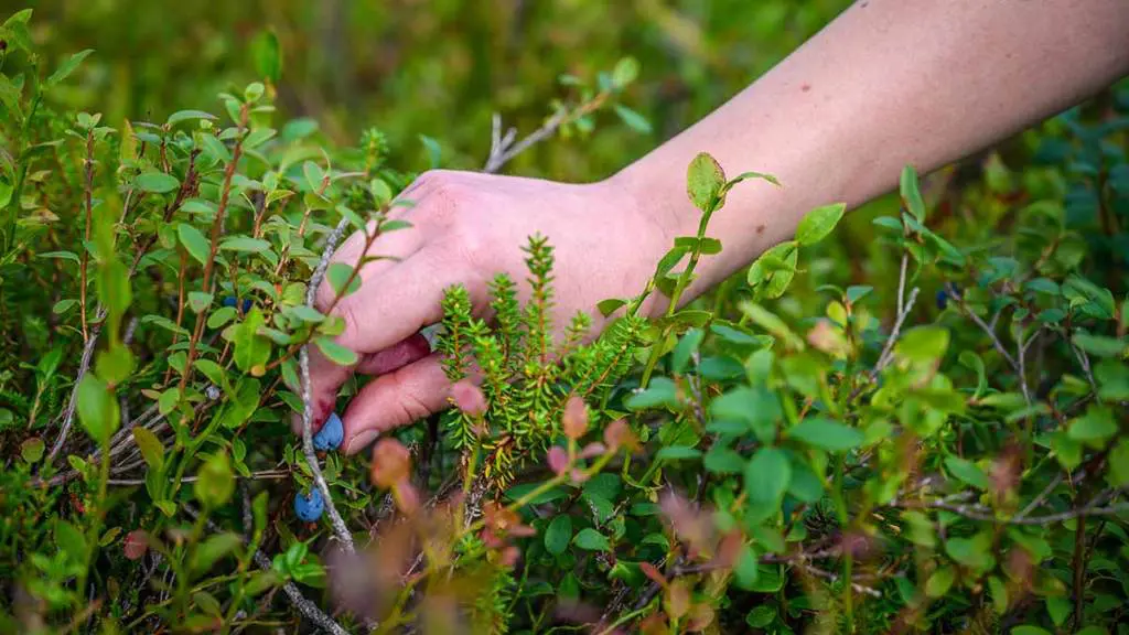 foraging