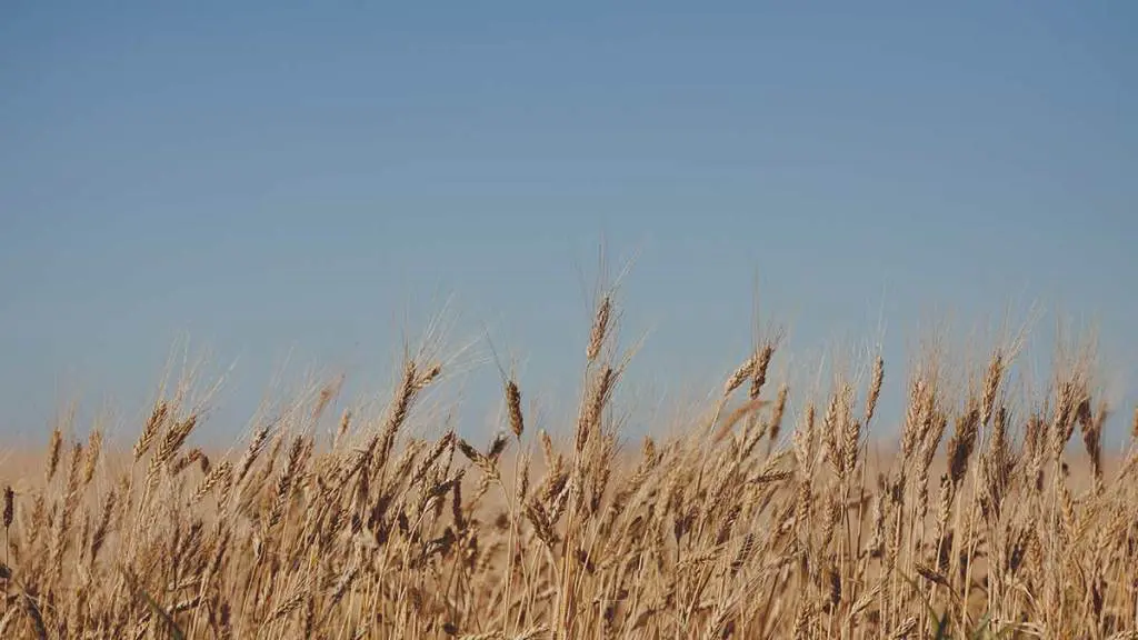 wheat-field