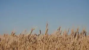 wheat-field