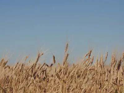 wheat-field
