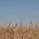 wheat-field