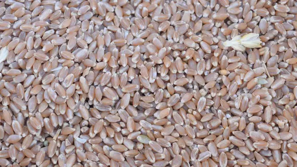 wheat-seeds