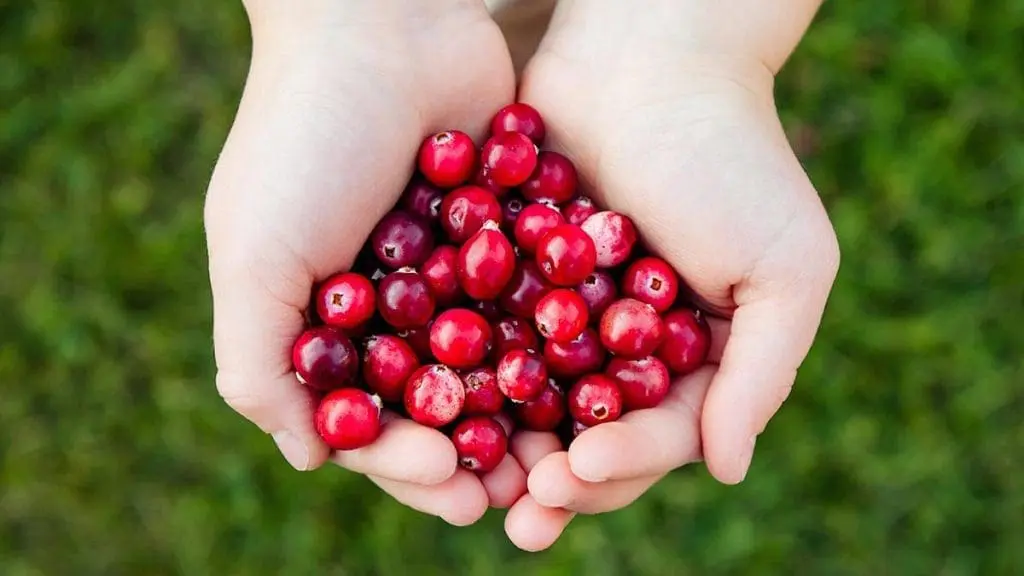 cranberry-in-hands