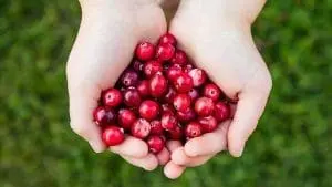 cranberry-in-hands