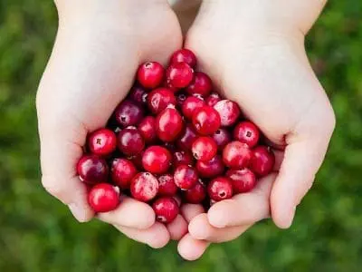 cranberry-in-hands