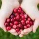 cranberry-in-hands