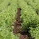 lentil field