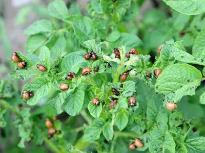 potato bugs