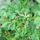 potato bugs