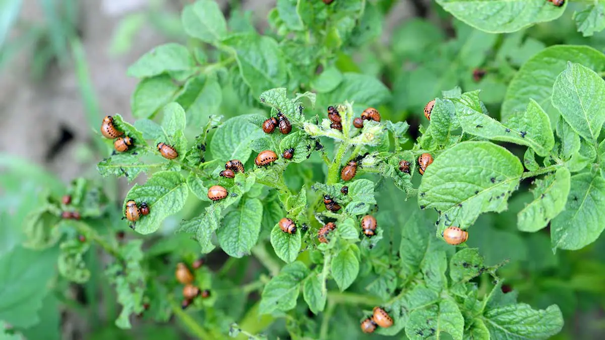 potato bugs