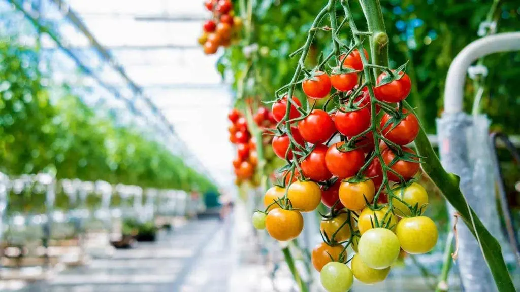 greenhouse-tomatoes2