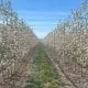 orchard
