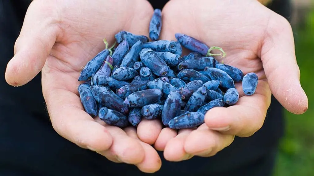 haskap berries in hands