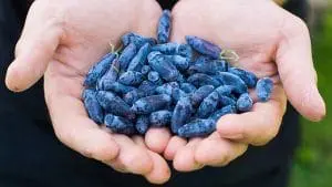 haskap berries in hands