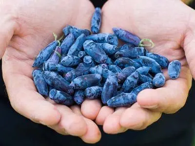 haskap berries in hands
