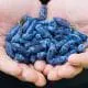 haskap berries in hands