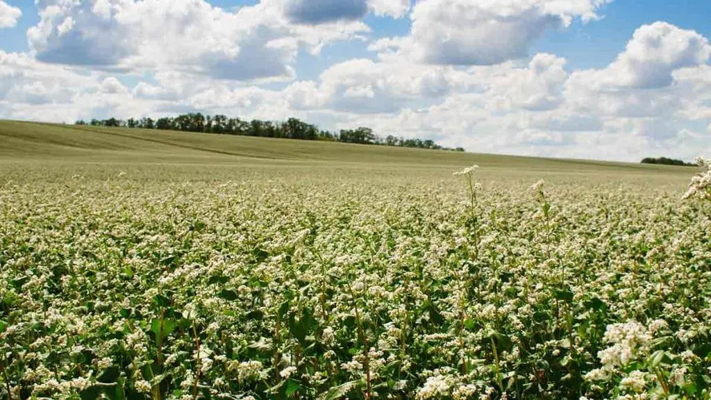Buckwheat-field