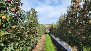 apple-harvest