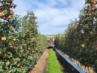 apple-harvest