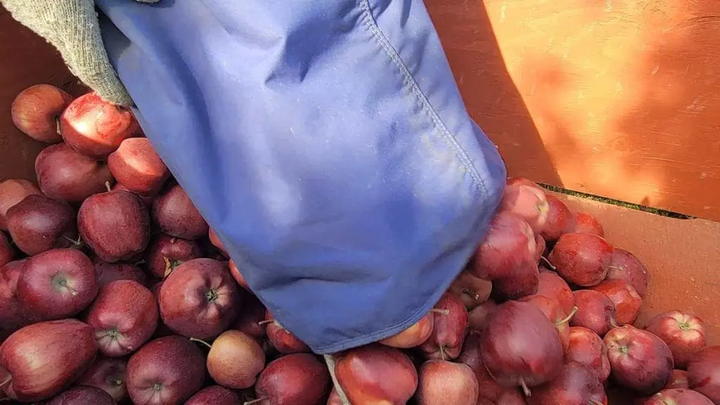 apple-harvest10