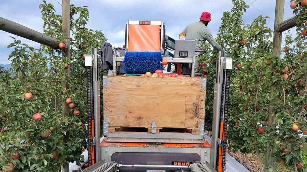 apple-harvest2
