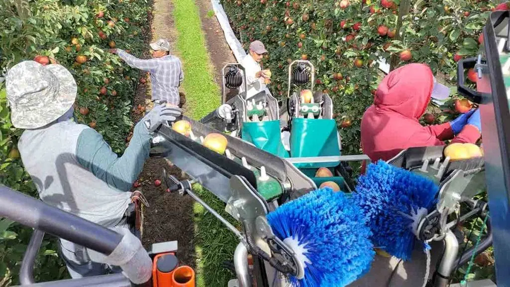 apple-harvest3