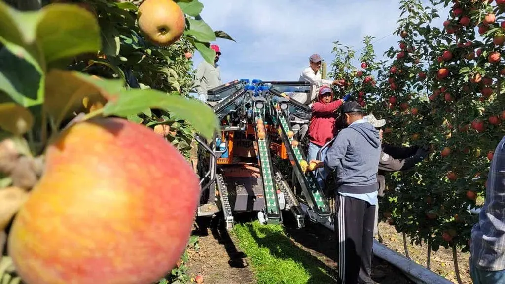 apple-harvest5