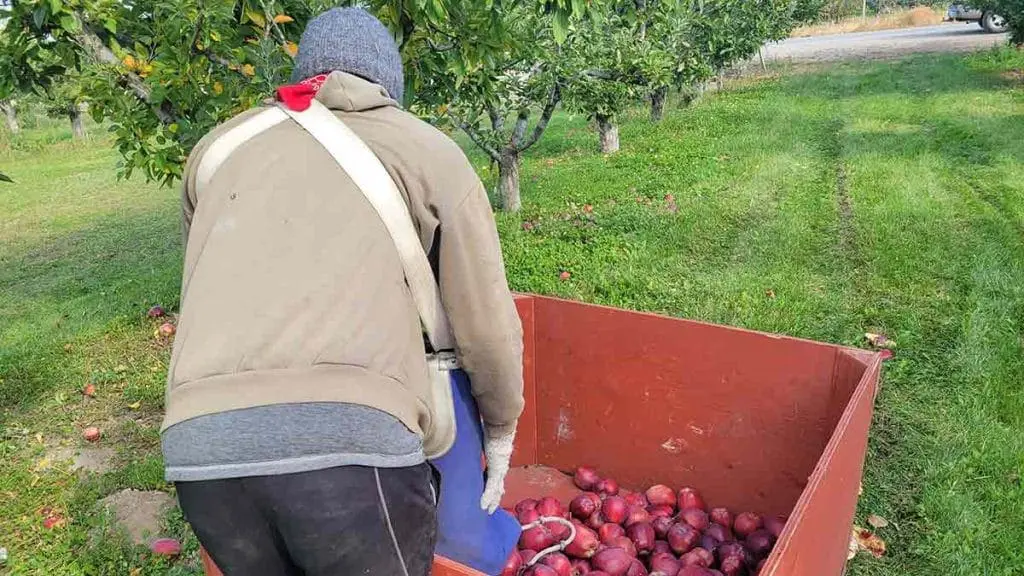 apple-harvest10