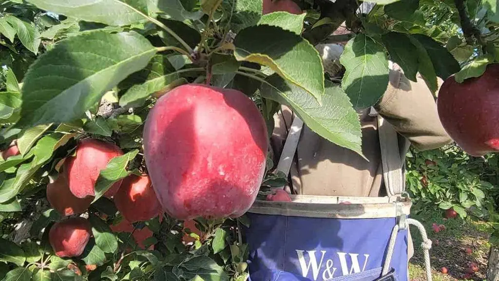 apple-harvest8