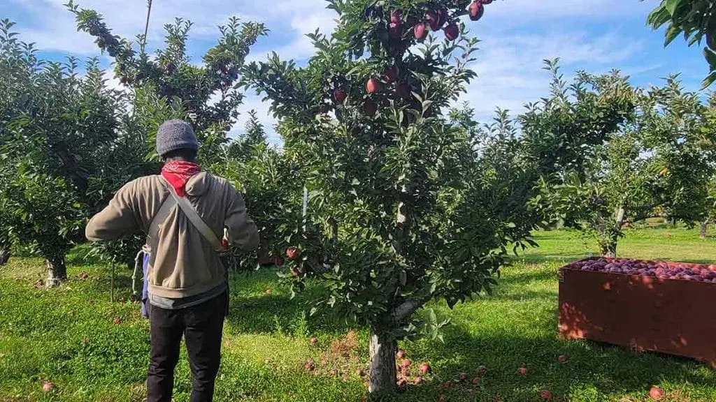 apple-harvest9