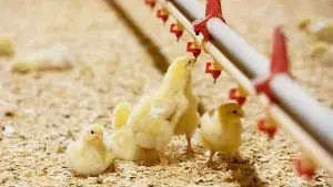broiler chicks