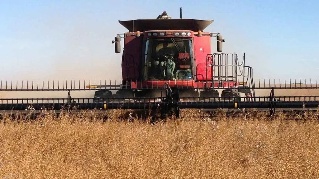 combine harvesting