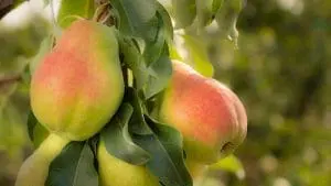 Happi-Pear